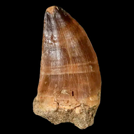 1.9" Mosasaur Prognathodon Fossil Tooth Cretaceous Dinosaur Era COA, Stand