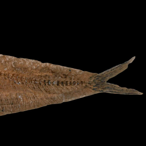 XL 4.9" Knightia Eocaena Fossil Fish Green River FM WY Eocene Age COA & Stand - Fossil Age Minerals