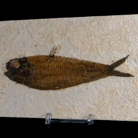 XL 4.9" Knightia Eocaena Fossil Fish Green River FM WY Eocene Age COA & Stand - Fossil Age Minerals