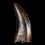 1.1" Tyrannosaur Serrated Fossil Tooth Cretaceous Dinosaur Judith River FM MT COA