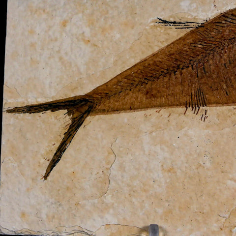 4.8" Diplomystus Dentatus Fossil Fish Green River FM WY Eocene Age COA, Stand - Fossil Age Minerals