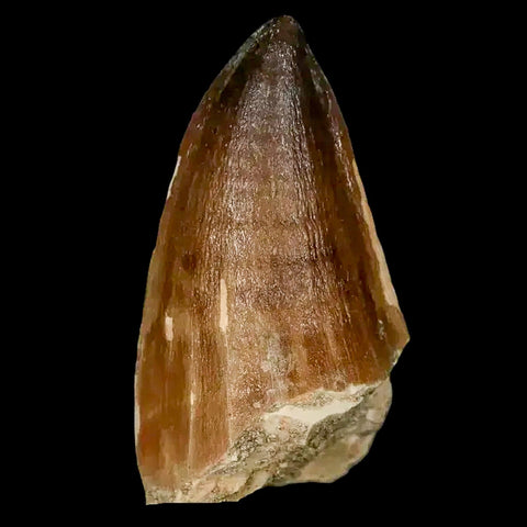 XL 2.4" Mosasaur Prognathodon Fossil Tooth Cretaceous Dinosaur Era COA, Stand