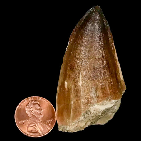 XL 2.4" Mosasaur Prognathodon Fossil Tooth Cretaceous Dinosaur Era COA, Stand