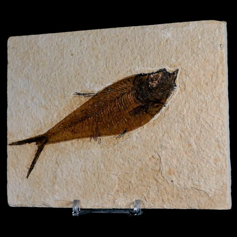 4.8" Diplomystus Dentatus Fossil Fish Green River FM WY Eocene Age COA, Stand - Fossil Age Minerals