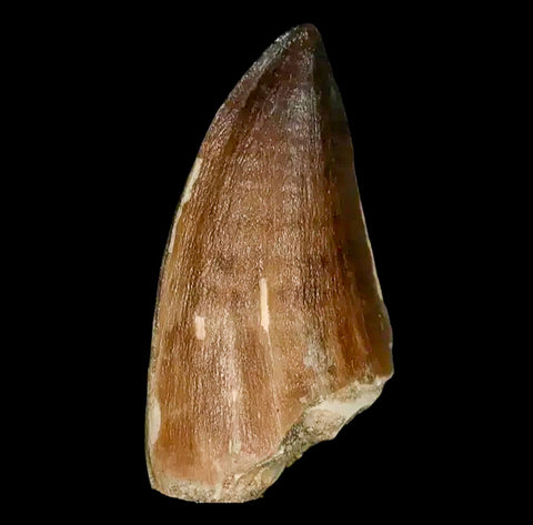 XL 2.4" Mosasaur Prognathodon Fossil Tooth Cretaceous Dinosaur Era COA, Stand