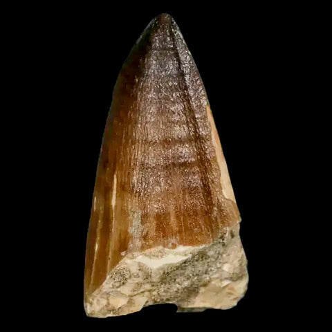 XL 2.4" Mosasaur Prognathodon Fossil Tooth Cretaceous Dinosaur Era COA, Stand