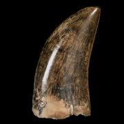 1.2" Tyrannosaur Serrated Fossil Tooth Cretaceous Dinosaur Judith River FM MT COA