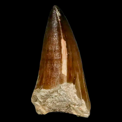 XL 2.4" Mosasaur Prognathodon Fossil Tooth Cretaceous Dinosaur Era COA, Stand