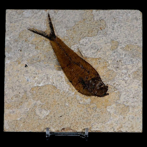 4.2" Diplomystus Dentatus Fossil Fish Green River FM WY Eocene Age COA, Stand - Fossil Age Minerals