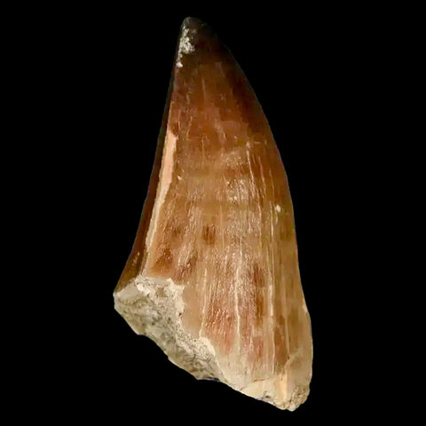 XL 2.4" Mosasaur Prognathodon Fossil Tooth Cretaceous Dinosaur Era COA, Stand