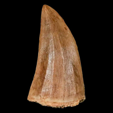 1.8" Mosasaur Hoffmanni Fossil Tooth Cretaceous Dinosaur Era COA, Stand