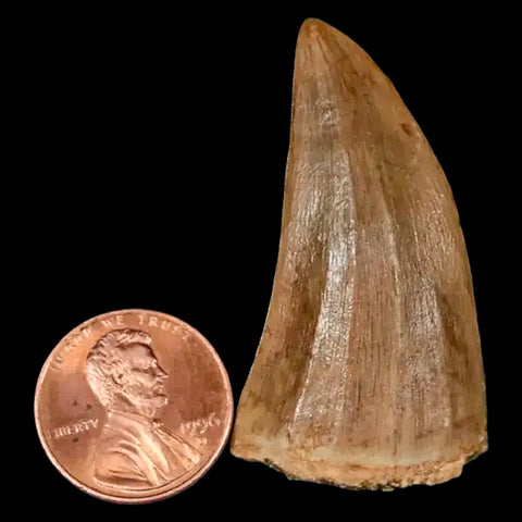 1.8" Mosasaur Hoffmanni Fossil Tooth Cretaceous Dinosaur Era COA, Stand