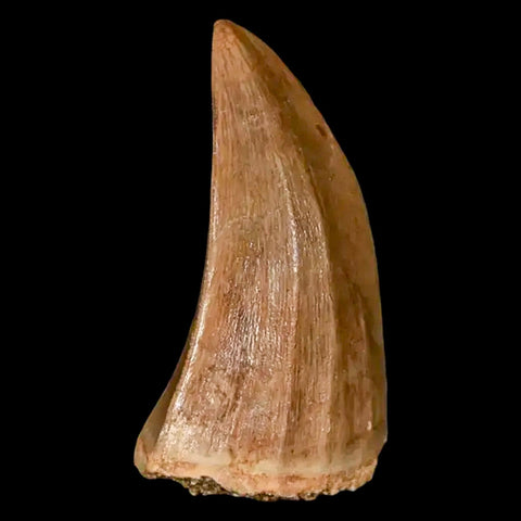 1.8" Mosasaur Hoffmanni Fossil Tooth Cretaceous Dinosaur Era COA, Stand