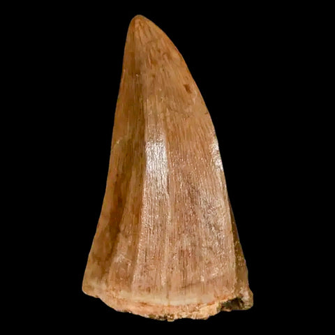 1.8" Mosasaur Hoffmanni Fossil Tooth Cretaceous Dinosaur Era COA, Stand