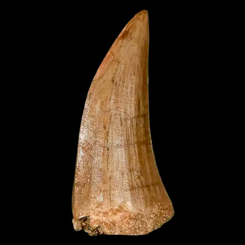 1.8" Mosasaur Hoffmanni Fossil Tooth Cretaceous Dinosaur Era COA, Stand