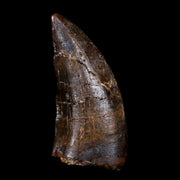 0.9" Tyrannosaur Serrated Fossil Tooth Cretaceous Dinosaur Judith River FM MT COA