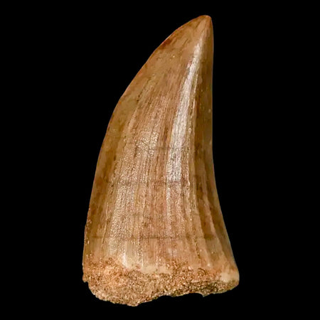 1.8" Mosasaur Hoffmanni Fossil Tooth Cretaceous Dinosaur Era COA, Stand