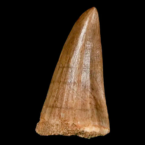 1.8" Mosasaur Hoffmanni Fossil Tooth Cretaceous Dinosaur Era COA, Stand