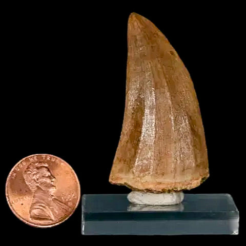 1.8" Mosasaur Hoffmanni Fossil Tooth Cretaceous Dinosaur Era COA, Stand