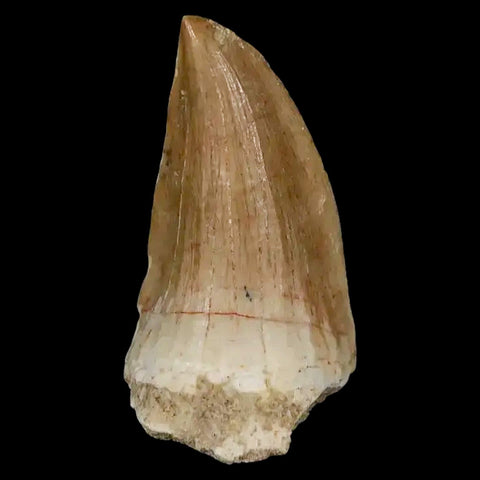 1.8" Mosasaur Hoffmanni Fossil Tooth Cretaceous Dinosaur Era COA, Stand