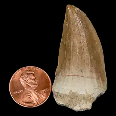 1.8" Mosasaur Hoffmanni Fossil Tooth Cretaceous Dinosaur Era COA, Stand