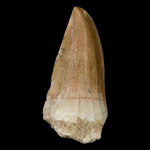 1.8" Mosasaur Hoffmanni Fossil Tooth Cretaceous Dinosaur Era COA, Stand