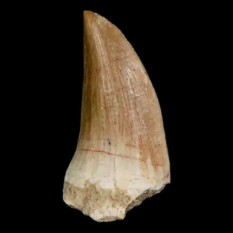 1.8" Mosasaur Hoffmanni Fossil Tooth Cretaceous Dinosaur Era COA, Stand