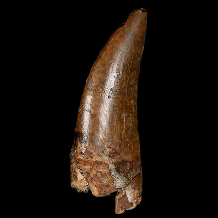 2.5" Tyrannosaur Serrated Fossil Tooth Cretaceous Dinosaur Judith River FM MT COA