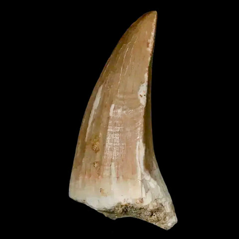 1.8" Mosasaur Hoffmanni Fossil Tooth Cretaceous Dinosaur Era COA, Stand