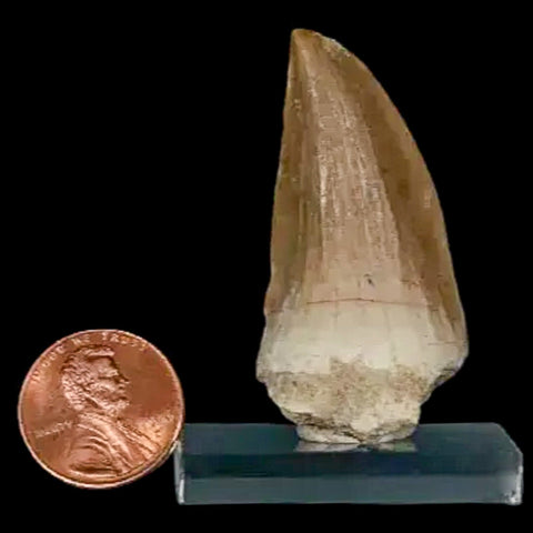 1.8" Mosasaur Hoffmanni Fossil Tooth Cretaceous Dinosaur Era COA, Stand