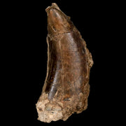 1.8" Tyrannosaur Serrated Fossil Tooth Cretaceous Dinosaur Judith River FM MT COA