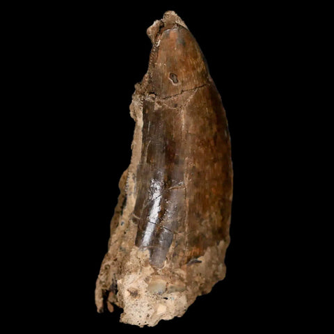 1.8" Tyrannosaur Serrated Fossil Tooth Cretaceous Dinosaur Judith River FM MT COA - Fossil Age Minerals