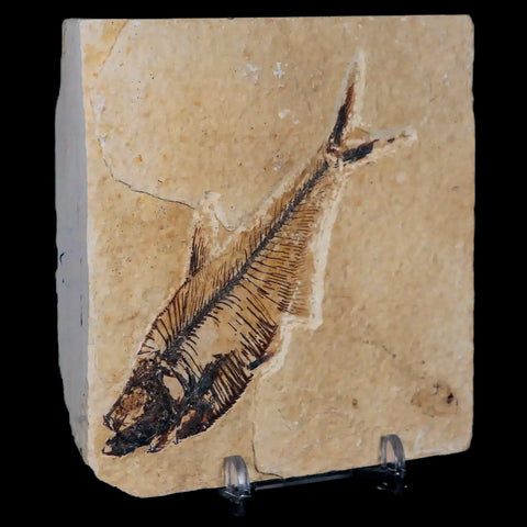 3.8" Diplomystus Dentatus Fossil Fish Green River FM WY Eocene Age COA, Stand - Fossil Age Minerals