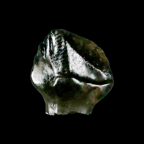 0.4" Ankylosaurus Fossil Tooth Judith River FM Cretaceous Dinosaur MT COA & Display - Fossil Age Minerals