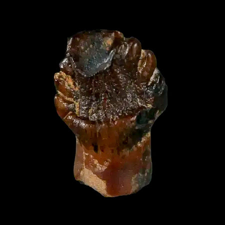 0.3" Pachycephalosaurus Dinosaur Fossil Tooth Judith River FM Montana COA Display