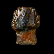 0.3" Pachycephalosaurus Dinosaur Fossil Tooth Judith River FM Montana COA Display