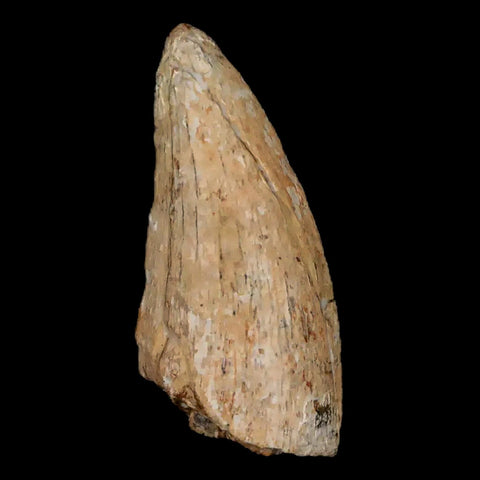 1.1" Tyrannosaurus Rex Dinosaur Fossil Tooth Section Lance Creek FM WY COA - Fossil Age Minerals