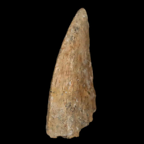 1.1" Tyrannosaurus Rex Dinosaur Fossil Tooth Section Lance Creek FM WY COA - Fossil Age Minerals