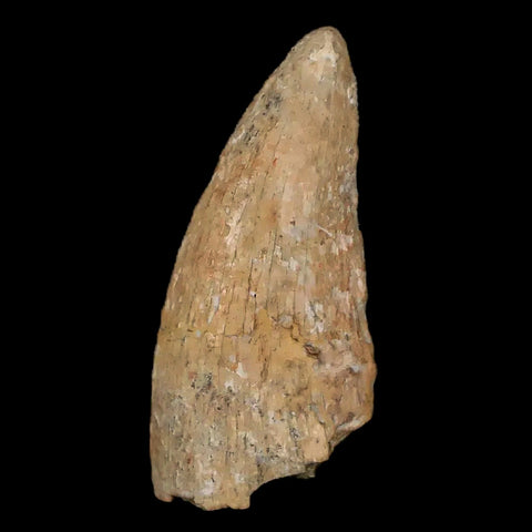 1.1" Tyrannosaurus Rex Dinosaur Fossil Tooth Section Lance Creek FM WY COA - Fossil Age Minerals