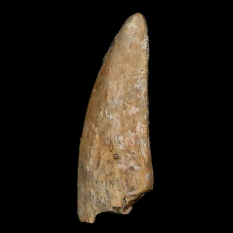 1.1" Tyrannosaurus Rex Dinosaur Fossil Tooth Section Lance Creek FM WY COA - Fossil Age Minerals