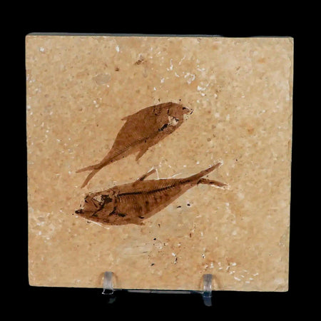 2 Two Diplomystus Dentatus Fossil Fish Green River FM WY Eocene Age COA, Stand