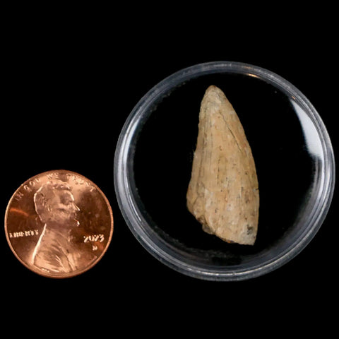 1.1" Tyrannosaurus Rex Dinosaur Fossil Tooth Section Lance Creek FM WY COA - Fossil Age Minerals