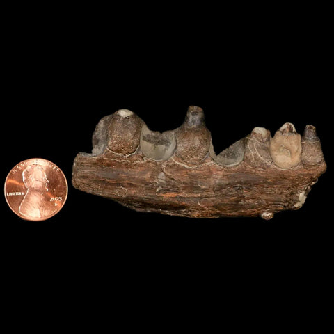 3" Pachyrhizodus Sp Fossil Fish Jaw Teeth Cretaceous Dinosaur Era Ozan FM Texas - Fossil Age Minerals