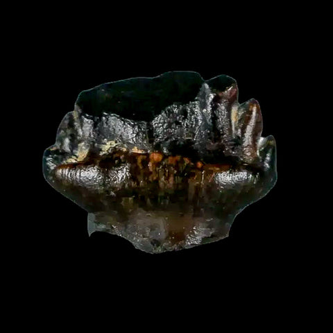 0.4" Ankylosaurus Fossil Tooth Judith River FM Cretaceous Dinosaur MT COA & Display - Fossil Age Minerals