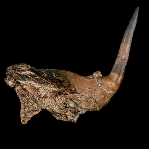 3.2" XL Saber Toothed Herring Fossil Fang Jaw Section Tooth Enchodus Cretaceous Age - Fossil Age Minerals