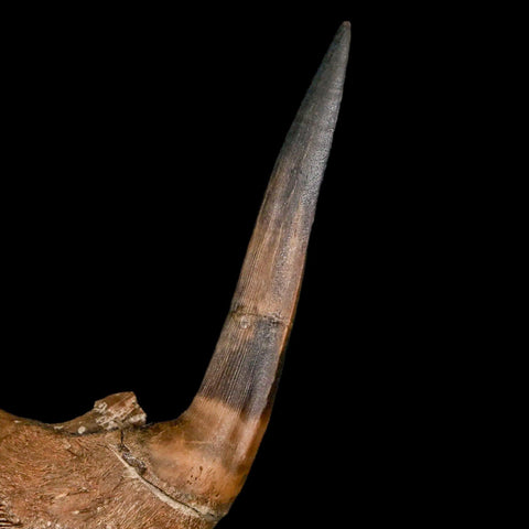 3.2" XL Saber Toothed Herring Fossil Fang Jaw Section Tooth Enchodus Cretaceous Age - Fossil Age Minerals