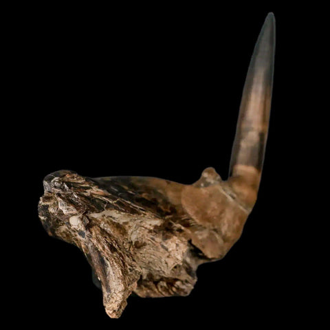 3.2" XL Saber Toothed Herring Fossil Fang Jaw Section Tooth Enchodus Cretaceous Age - Fossil Age Minerals