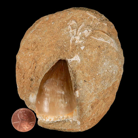 1.9" Mosasaur Prognathodon Fossil Tooth In Matrix Cretaceous Dinosaur Era COA - Fossil Age Minerals