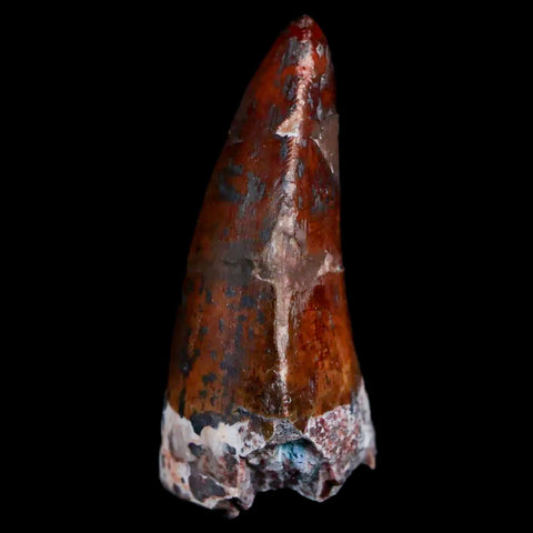 XL 1.2" Phytosaur Fossil Tooth Triassic Age Archosaur Redonda FM NM COA & Display - Fossil Age Minerals