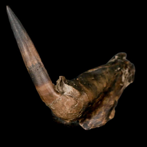 3.2" XL Saber Toothed Herring Fossil Fang Jaw Section Tooth Enchodus Cretaceous Age - Fossil Age Minerals